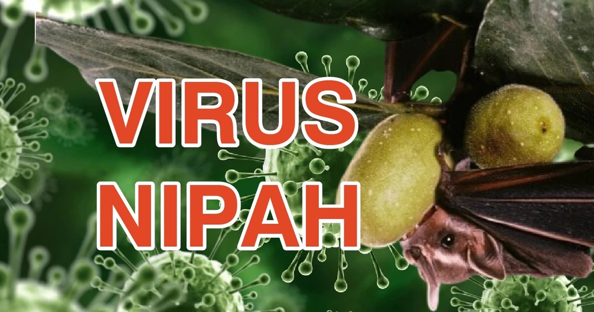 Virus Nipah là gì? Các biện pháp phòng ngừa lây nhiễm virus nipah 4